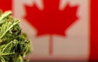 High quality bud in front of Canadian flag
