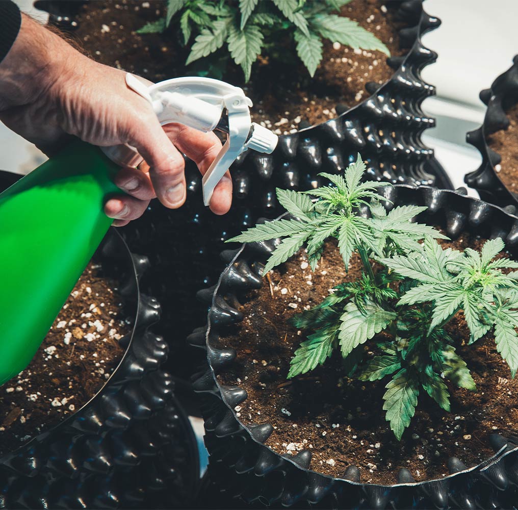 Spraying cannabis plants