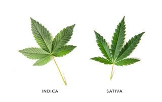 Image of indica and sativa